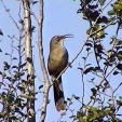 california thrasher